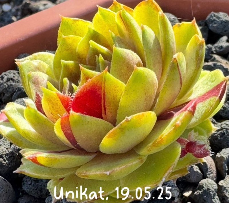 Unikat