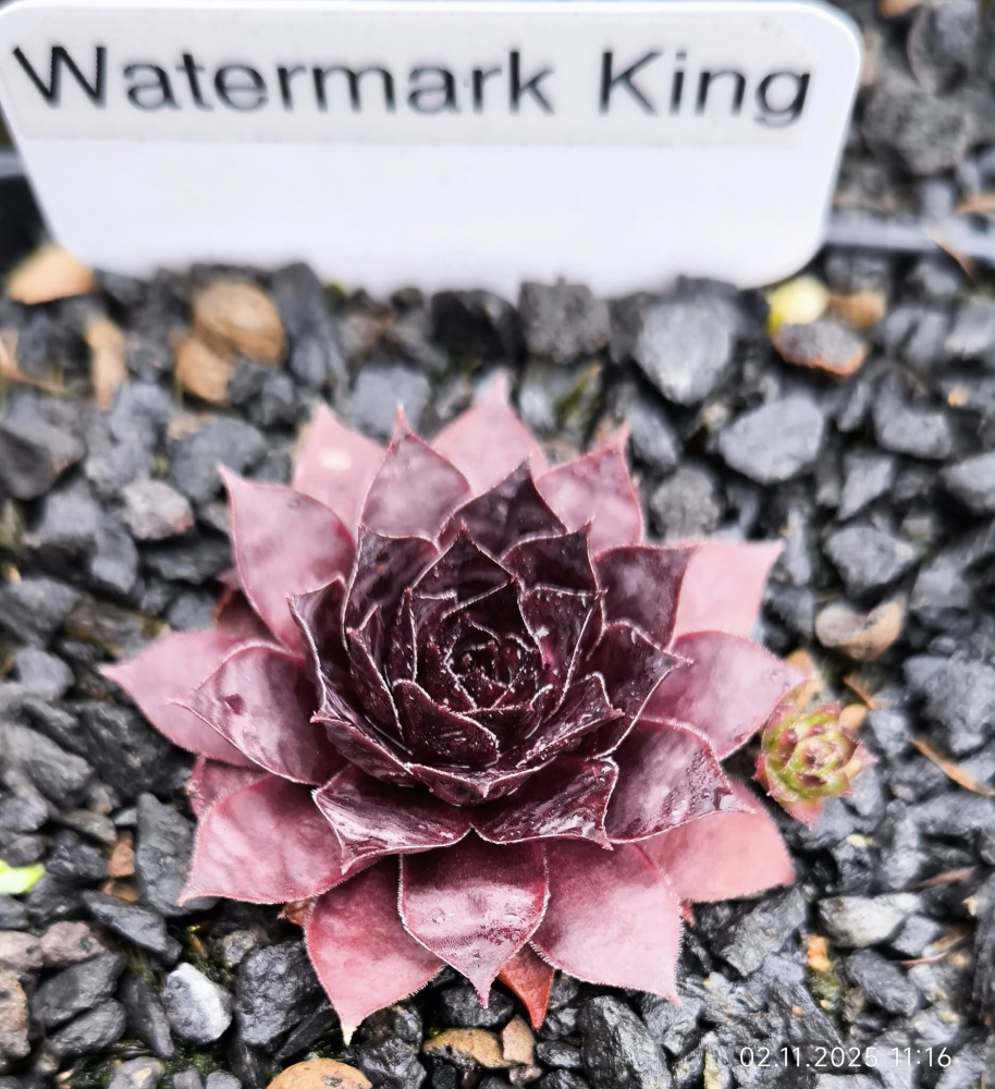 Watermark King