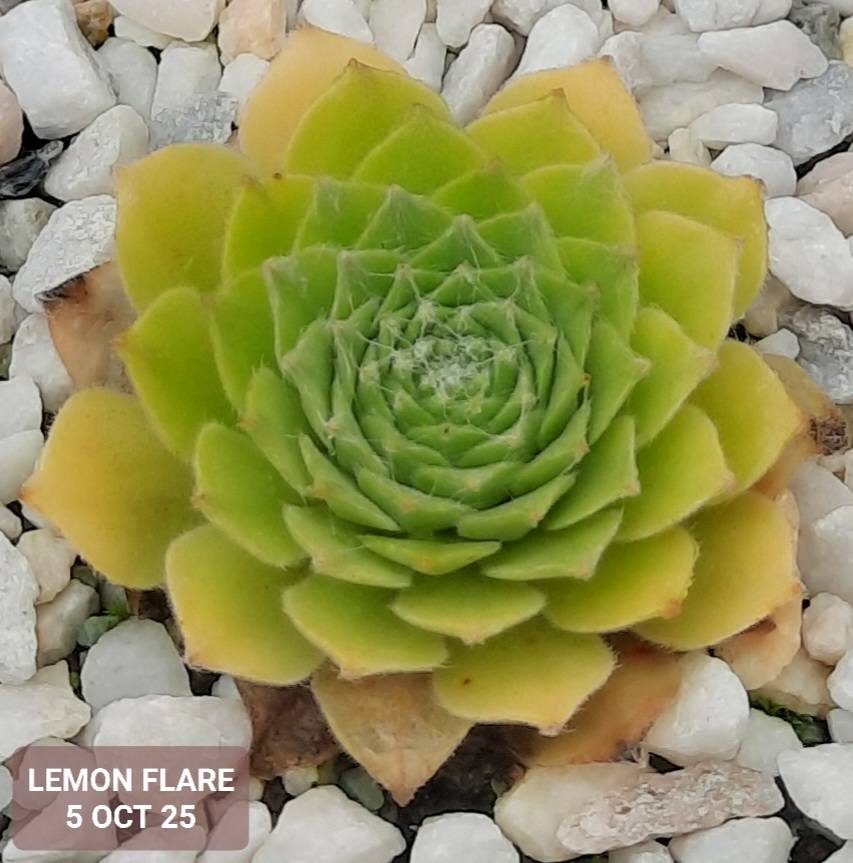 Lemon Flare©