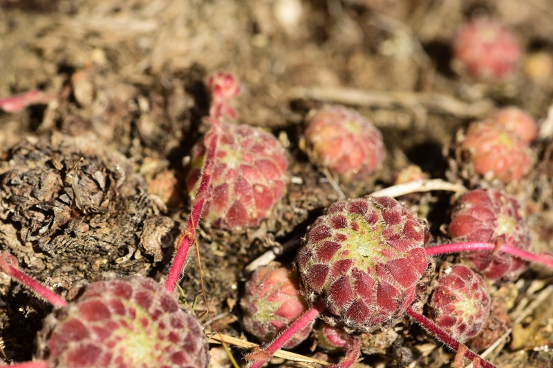 ciliosum ssp. octopodes from Kajmakčalan, SO Abhang, 1