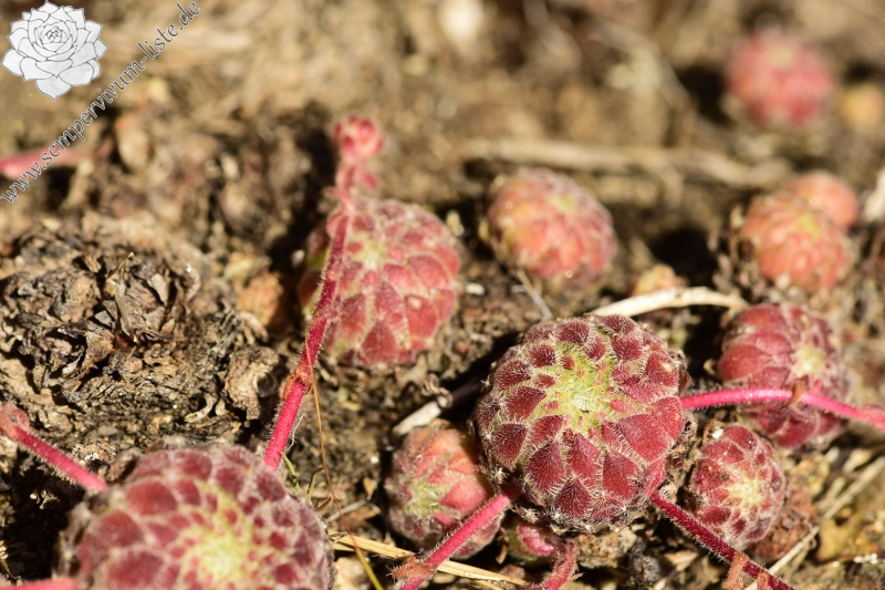 ciliosum ssp. octopodes from Kajmakčalan, SO Abhang, 1