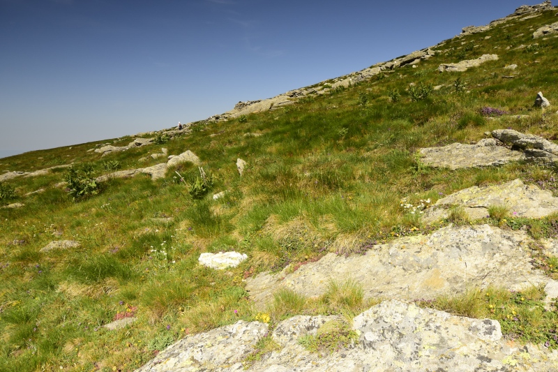 ciliosum ssp. octopodes from Kajmakčalan, SO Abhang, 2