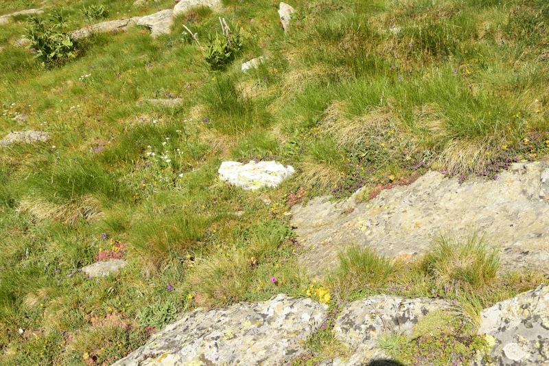 ciliosum ssp. octopodes from Kajmakčalan, SO Abhang, 2