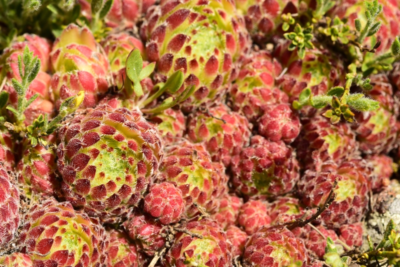 ciliosum ssp. octopodes from Kajmakčalan, SO Abhang, 2