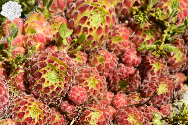 ciliosum ssp. octopodes from Kajmakčalan, SO Abhang, 2