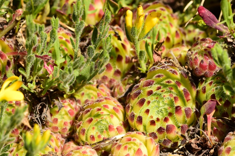 ciliosum ssp. octopodes from Kajmakčalan, SO Abhang, 2