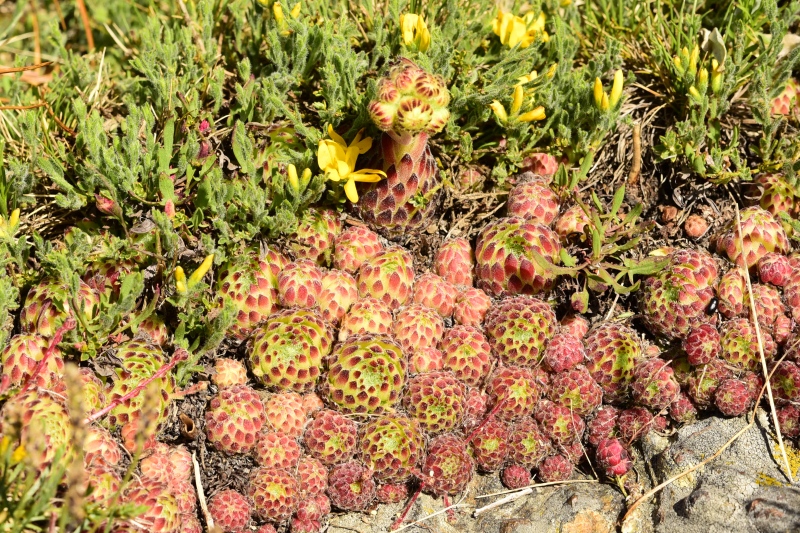 ciliosum ssp. octopodes from Kajmakčalan, SO Abhang, 2
