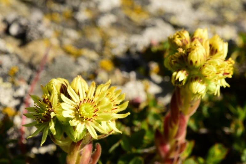 ciliosum ssp. octopodes from Kajmakčalan, SO Abhang, 1