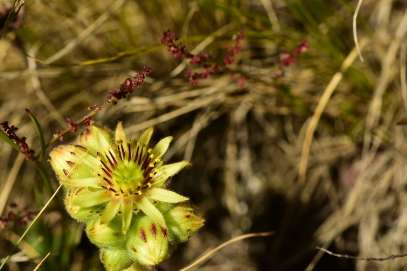 ciliosum ssp. octopodes from Kajmakčalan, SO Abhang, 2