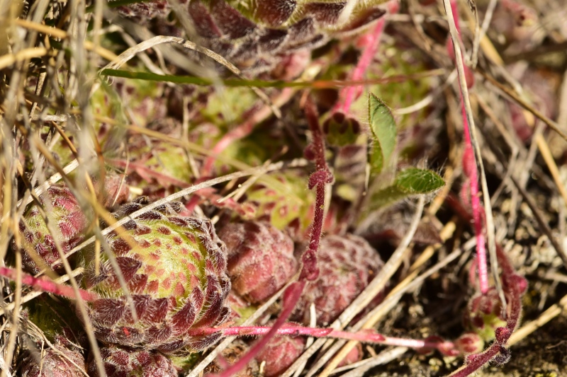 ciliosum ssp. octopodes from Kajmakčalan, SO Abhang, 1