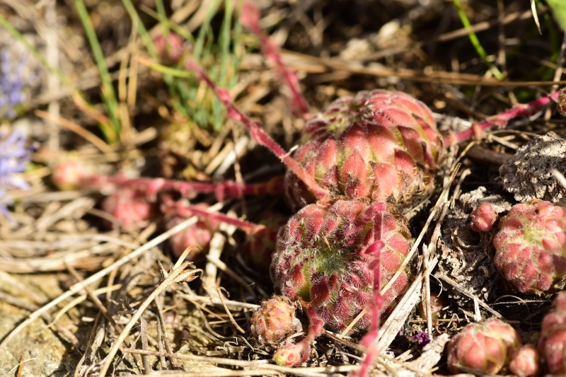 ciliosum ssp. octopodes from Kajmakčalan, SO Abhang, 1