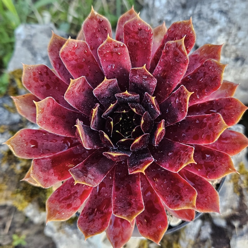 Dancing of fire