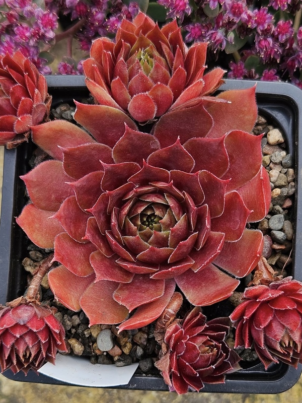 Dancing of fire