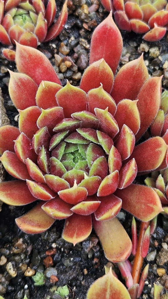 Fire Dragon