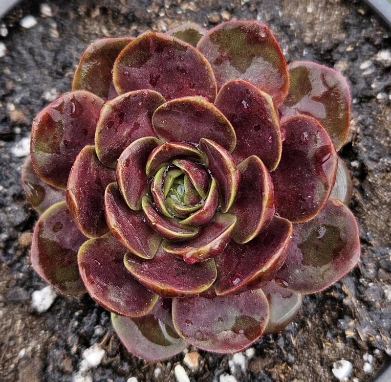 Pandora's Tenderness