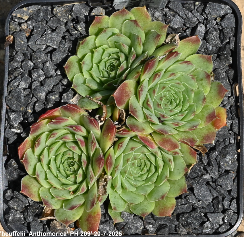 "heuffelii from ""Anthomorica""