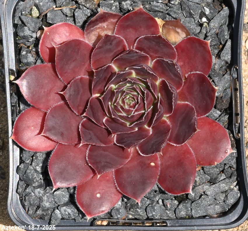 Azteken / Jovi