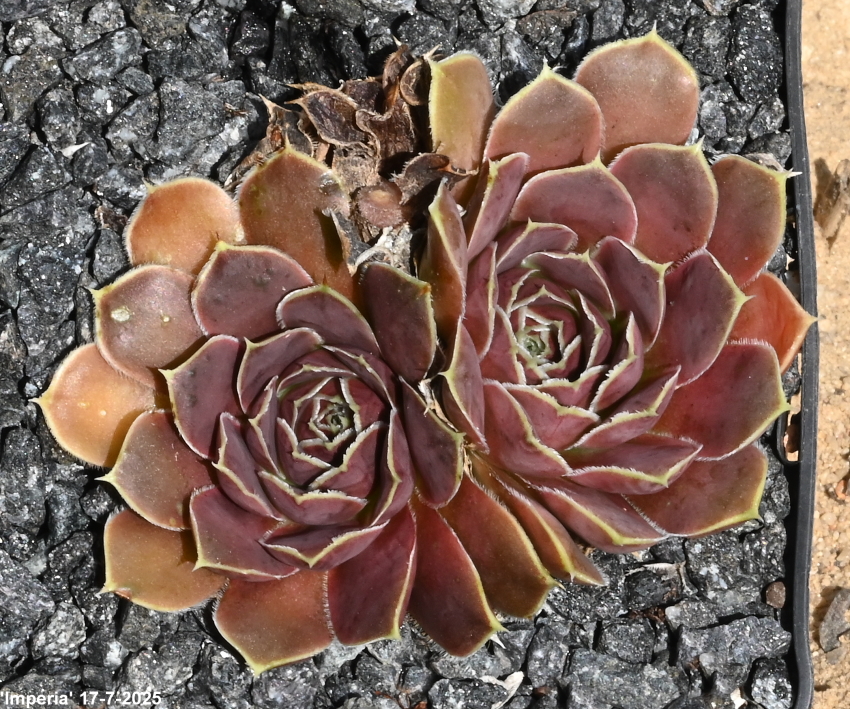 Imperia / Jovi