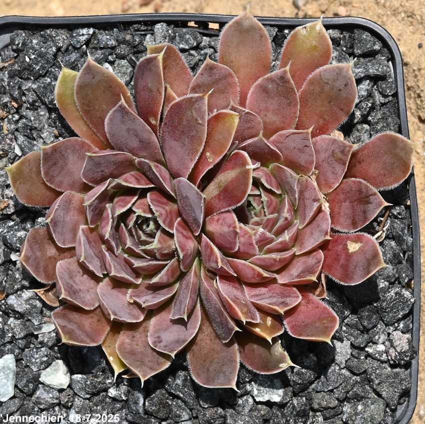 Jennechien / Jovi