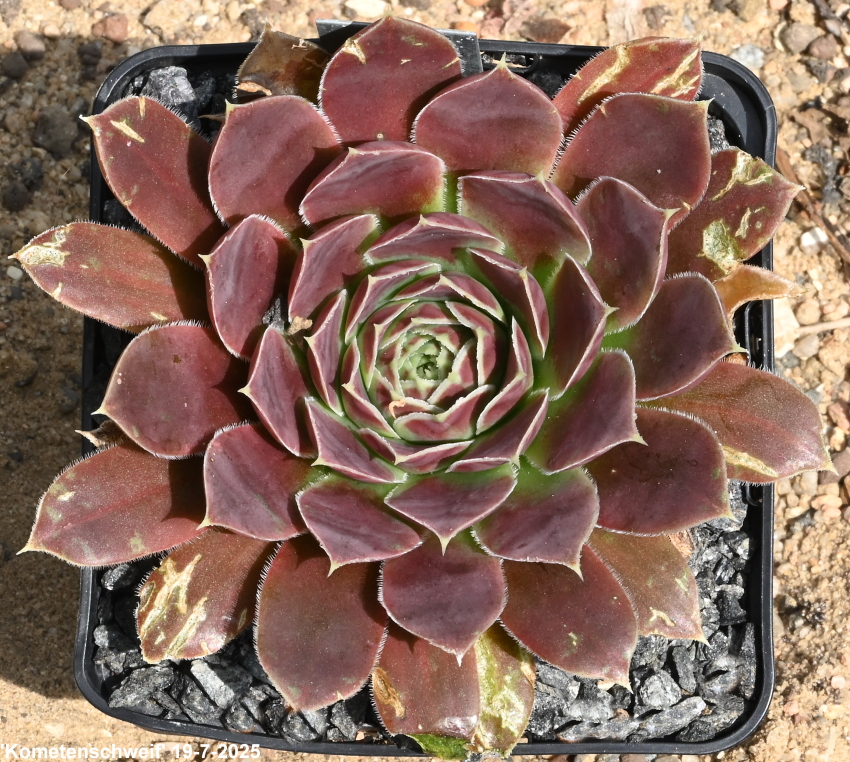 Kometenschweif / Jovi