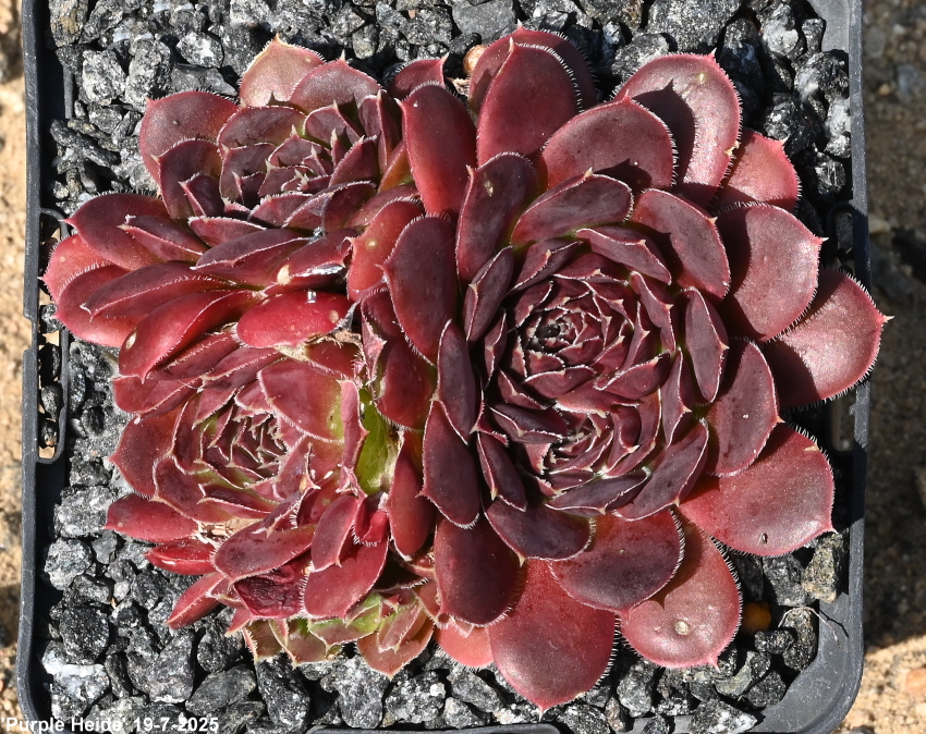 Purple Heide / Jovi