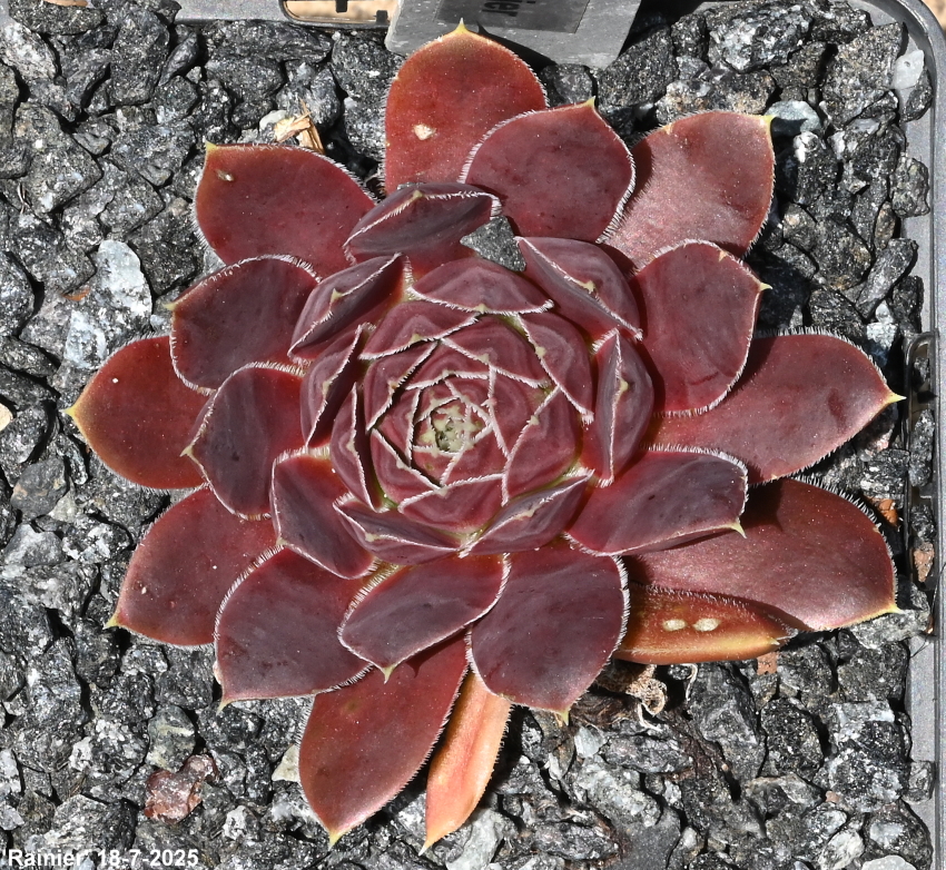 Rainier /Jovi