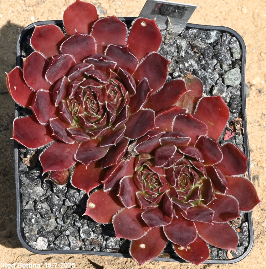 Red Bettina / Jovi
