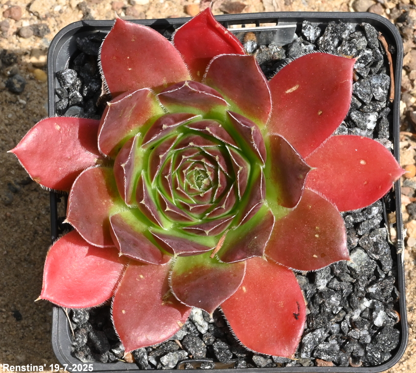 Renstina / Jovi