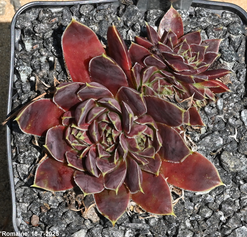 Romaine / Jovi