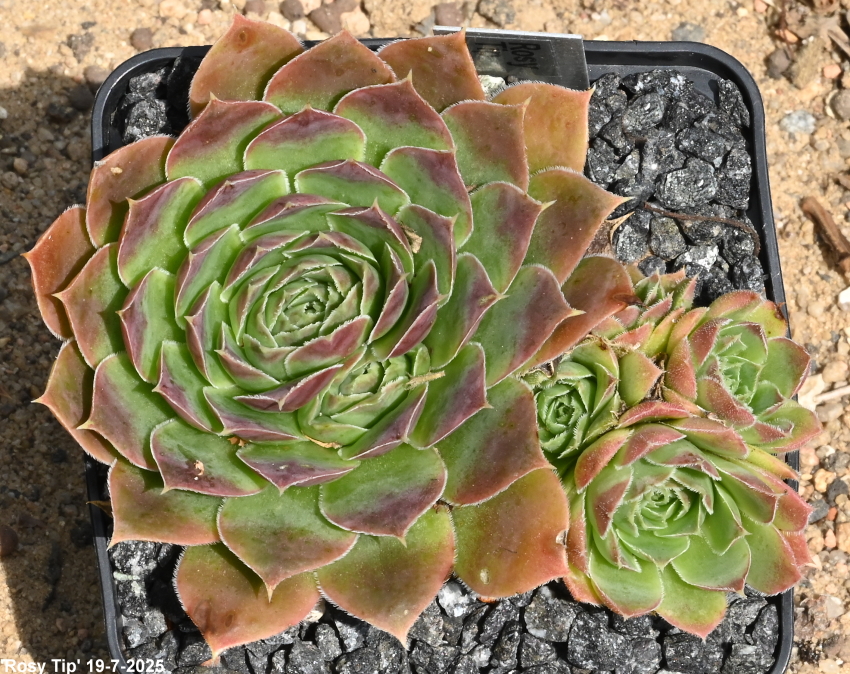 Rosy Tip / Jovi