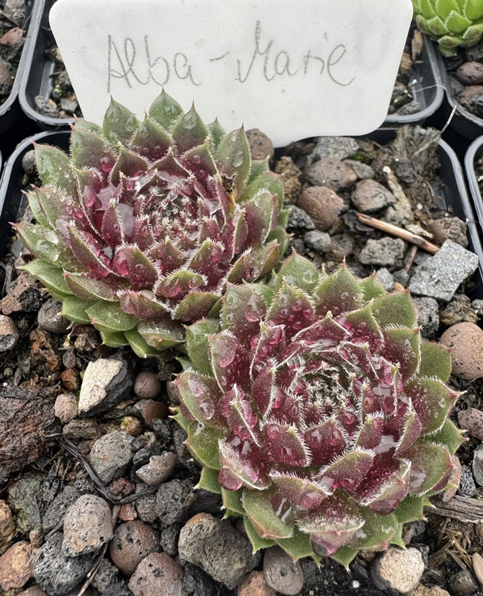 Alba-Marie