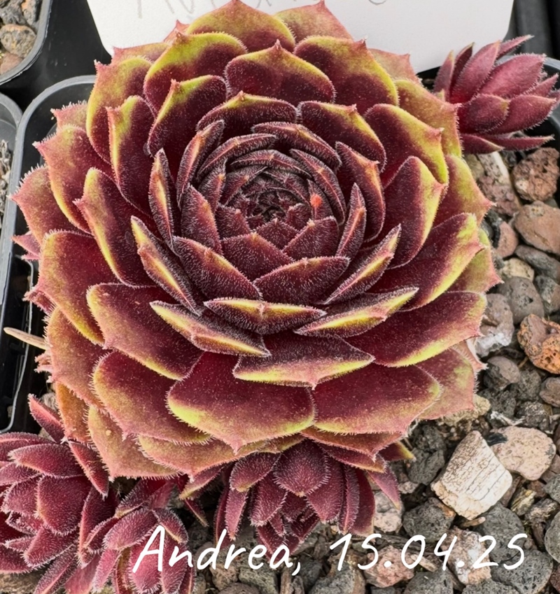 Andrea