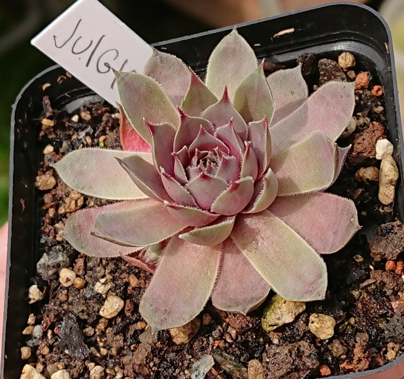 Arktis