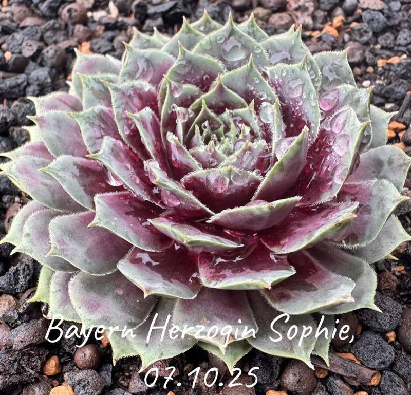 Bayern Herzogin Sophie