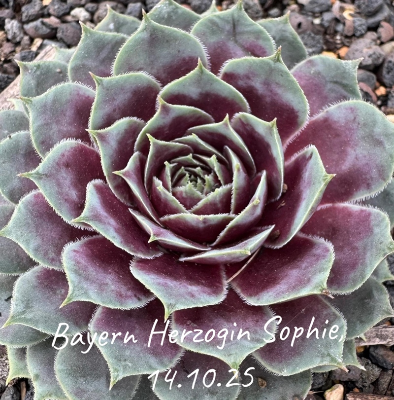 Bayern Herzogin Sophie