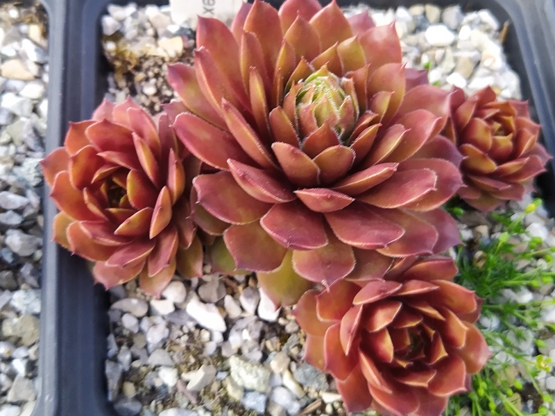 Brockenhex