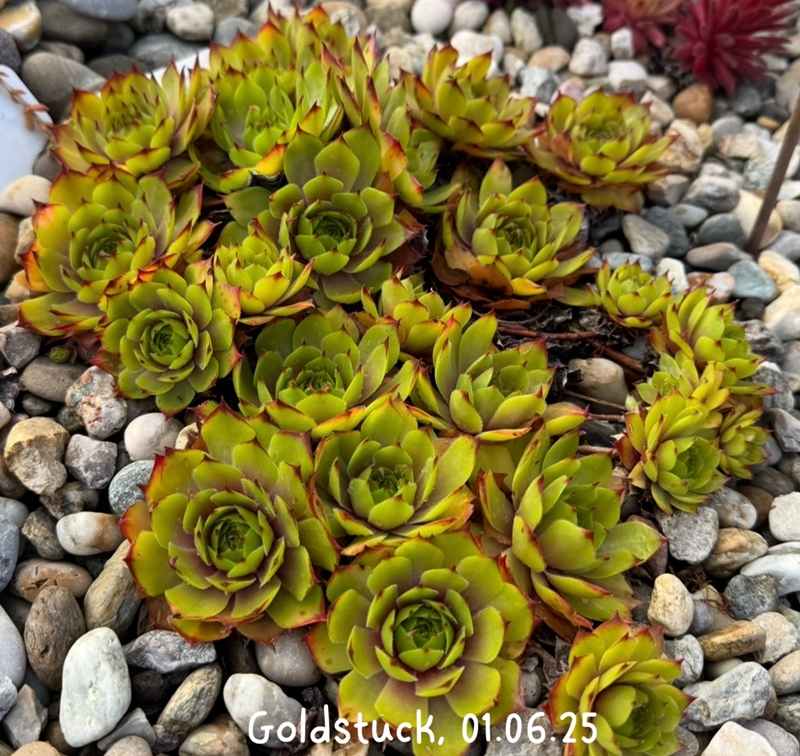 Goldstück