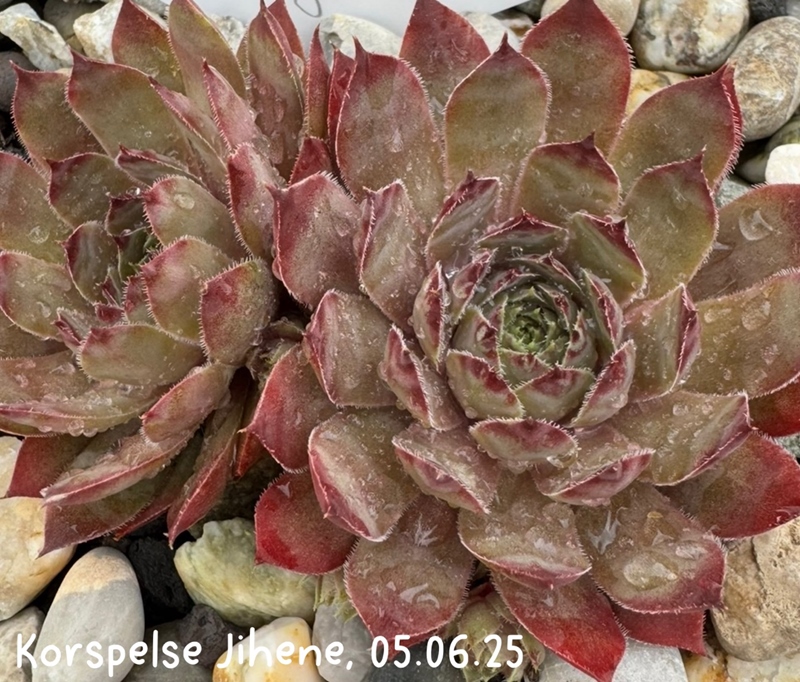 Korspelse Jihene