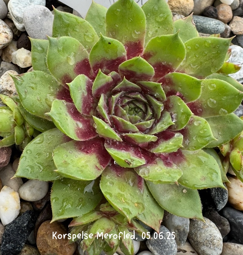 Korspelse Merofled