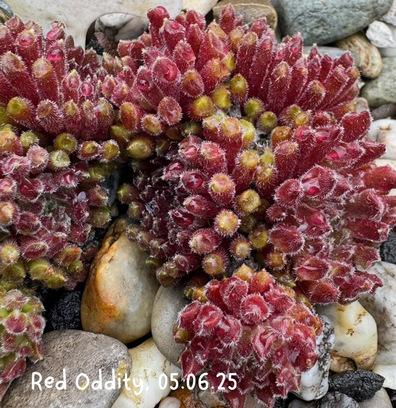 Red Oddity