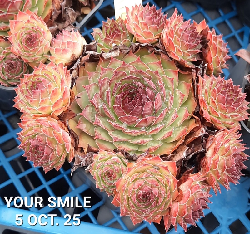Your Smile