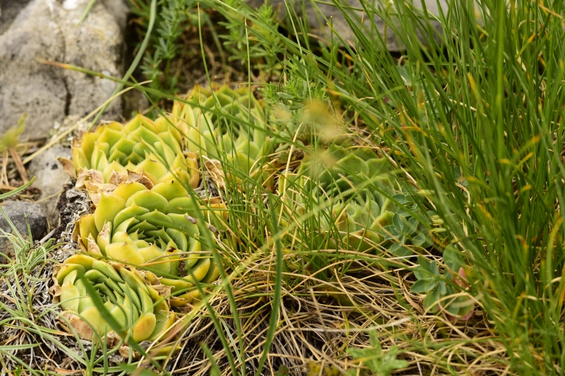 heuffelii from Chrondromesorachi