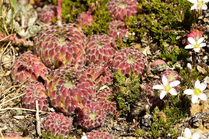 ciliosum ssp. octopodes from Kajmakčalan, Gipfel