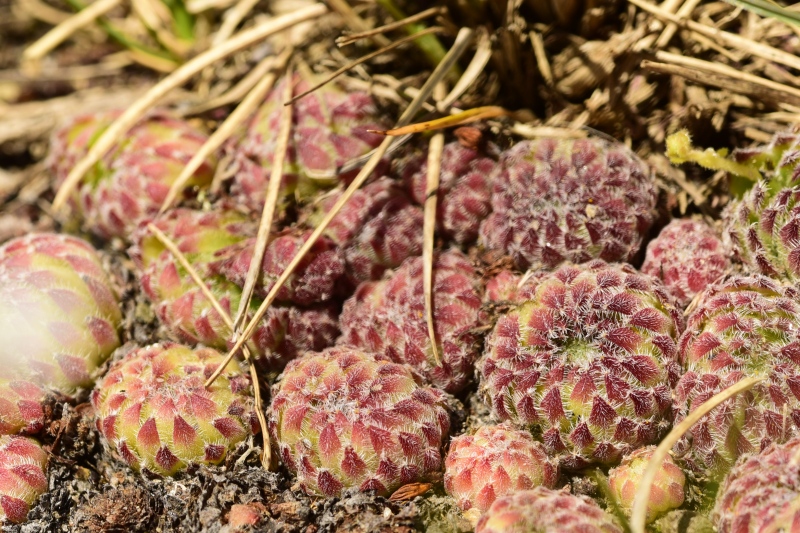 ciliosum ssp. octopodes from Kajmakčalan, Gipfel