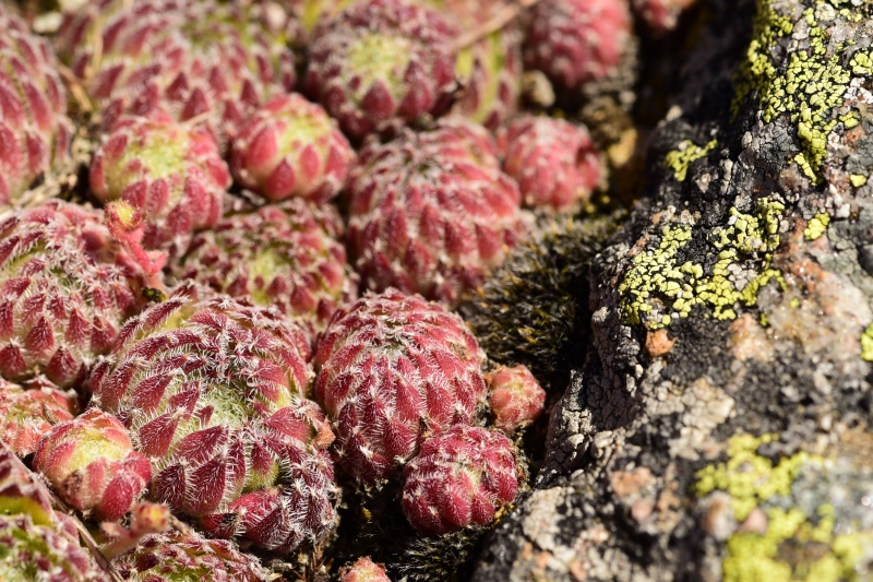 ciliosum ssp. octopodes from Kajmakčalan, Gipfel