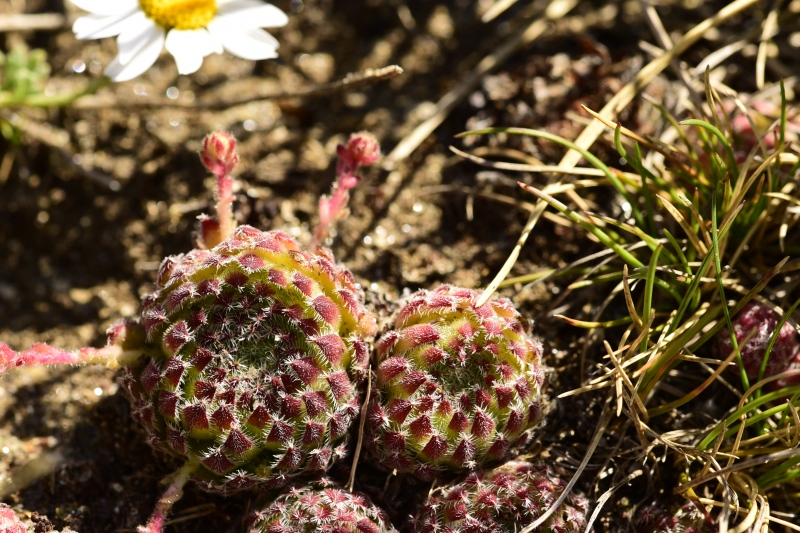 ciliosum ssp. octopodes from Kajmakčalan, Gipfel