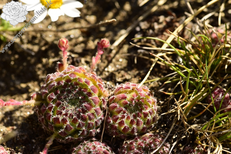 ciliosum ssp. octopodes from Kajmakčalan, Gipfel