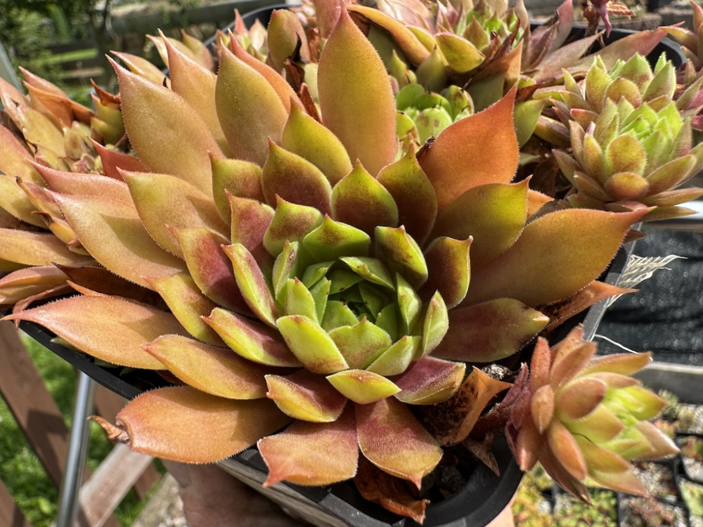  Orangita (NNG25)