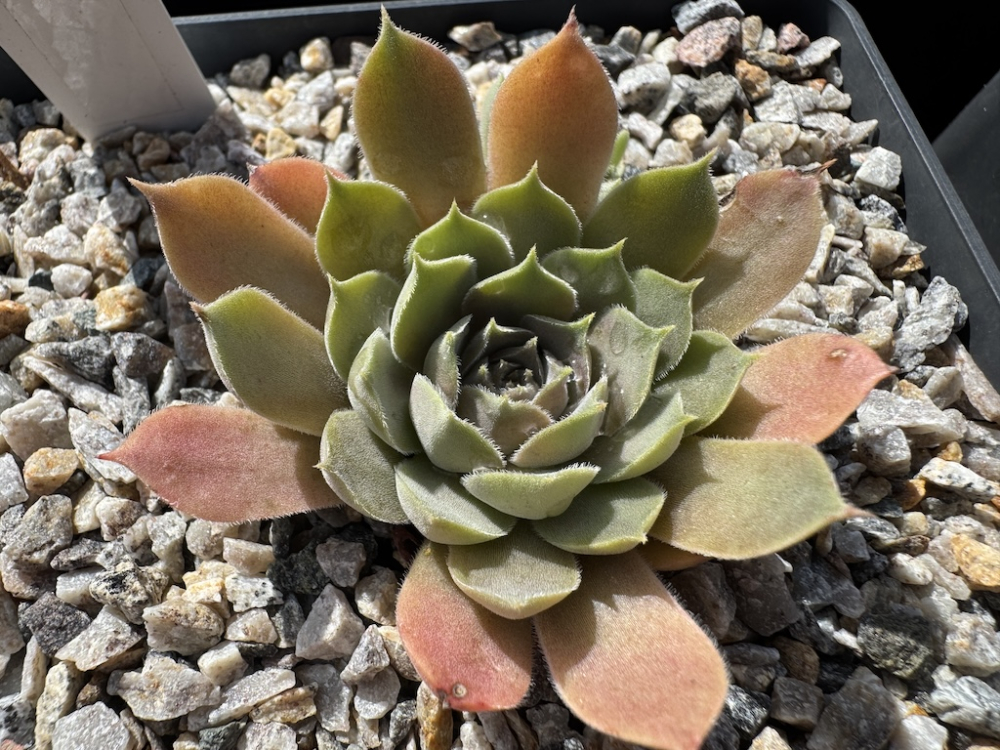Pilti