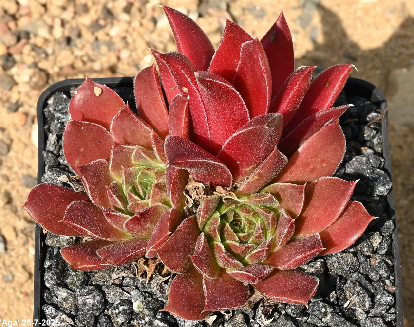 Aga / Jovi